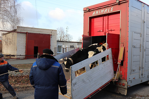  «Племпредприятие «Барнаульское» пополнило стадо быками из Дании
