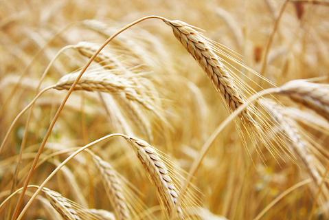 Цены на российскую пшеницу опустились ниже $190