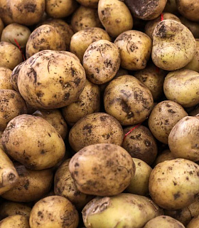 Сокращение поставок картофеля из Египта ставит под угрозу российский рынок