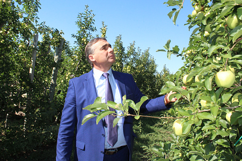 Андрей Рюмшин: Валовый сбор плодово-ягодной продукции составил более 78 тысяч тонн