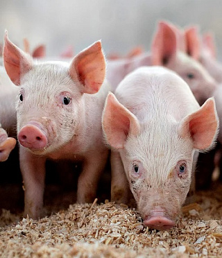 Производство продукции свиноводства увеличилось на 11,3%